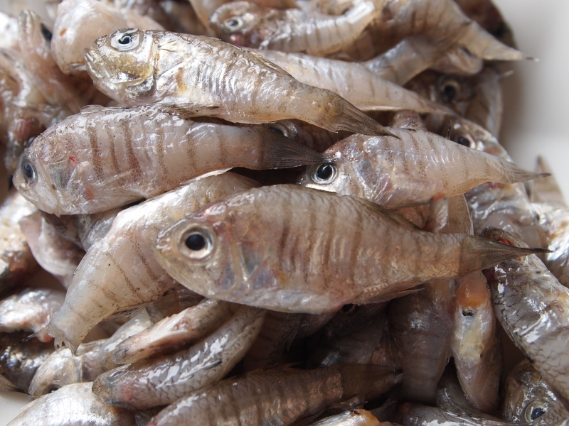 カネトのねぶと 広島県産応援登録制度