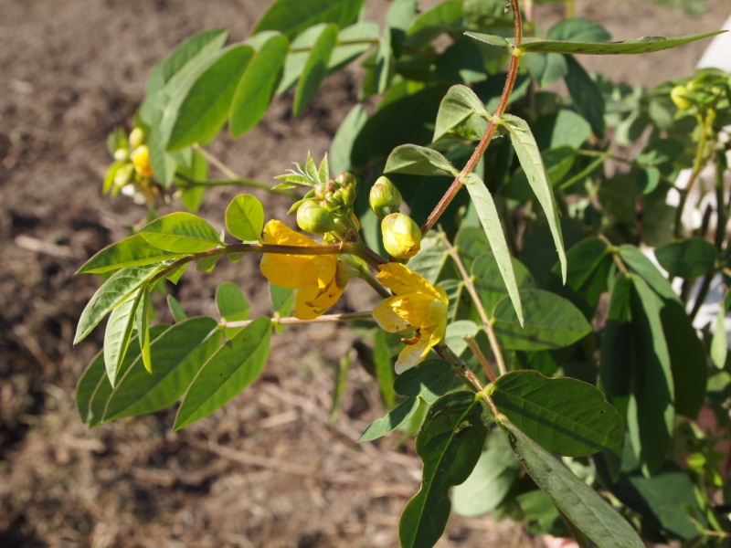 ひろしま農業協同組合 広島北部地域営農経済センターチア!ひろしま 広島県産応援登録制度